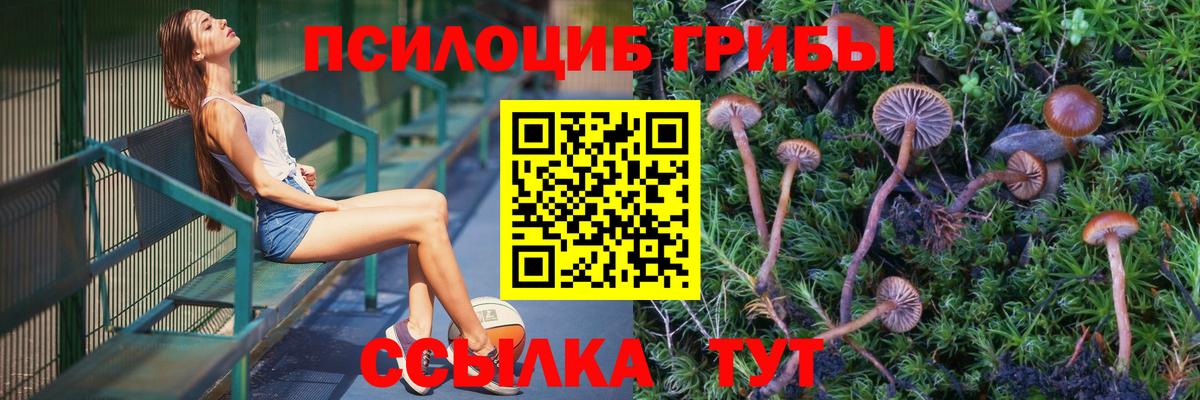 Галлюциногенные грибы Psilocybine cubensis Красноярск